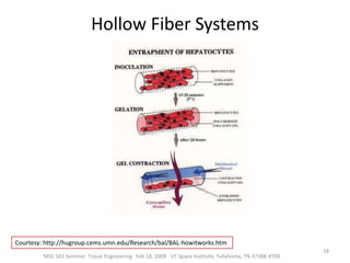 Stem CellsStem cells are the master cells of the human body.They can divide to produce copies of themselves and many other types of cells.Stem cells taken from embryos that are just a few days old, can turn into any of the 300 different types of cell that make up the adult body.6MSE 503 Seminar: Tissue Engineering   Feb 18, 2009   UT Space Institute, Tullahoma, TN 37388-9700