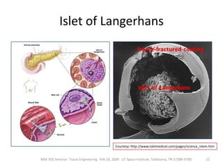 Sources of Stem CellsEmbryonic stem cells - are harvested from the inner cell mass of the blastocyst seven to ten days after fertilization.Fetal stem cells - are taken from the germline tissues that will make up the gonads of aborted fetuses.Umbilical cord stem cells - Umbilical cord blood contains stem cells similar to those found in bone marrow.Placenta derived stem cells - up to ten times as many stem cells can be harvested from a placenta as from cord blood. Adult stem cells - Many adult tissues contain stem cells that can be isolated. 10MSE 503 Seminar: Tissue Engineering   Feb 18, 2009   UT Space Institute, Tullahoma, TN 37388-9700