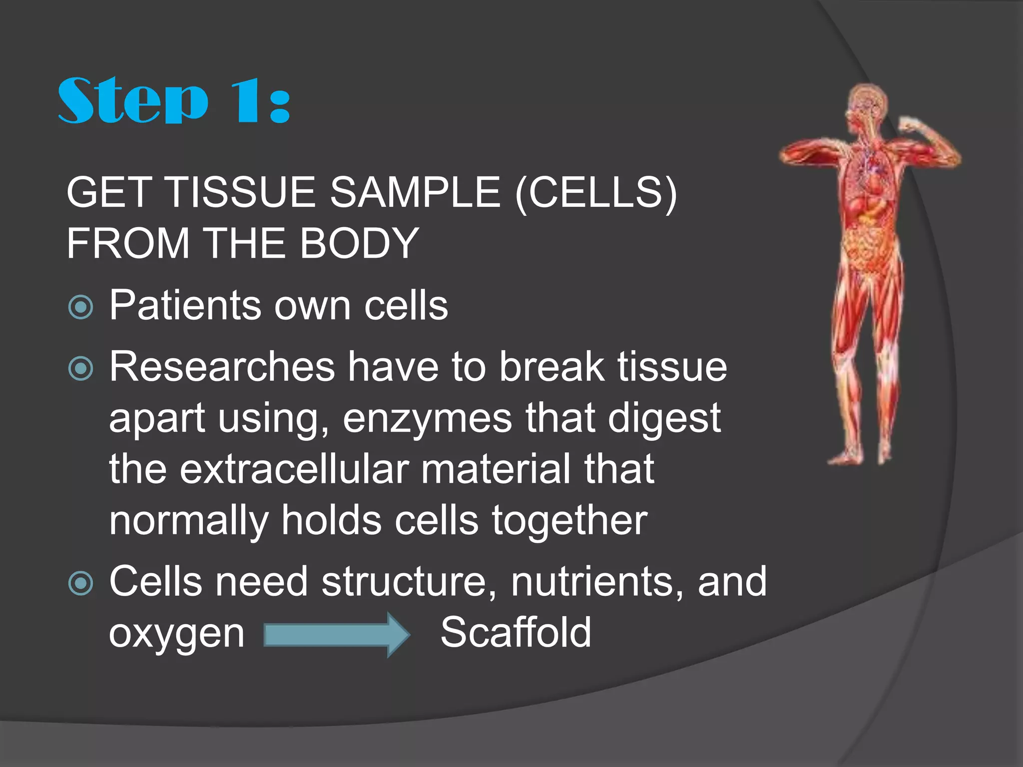 Step 1:
GET TISSUE SAMPLE (CELLS)
FROM THE BODY
 Patients own cells
 Researches have to break tissue
  apart using, enzymes that digest
  the extracellular material that
  normally holds cells together
 Cells need structure, nutrients, and
  oxygen             Scaffold
 