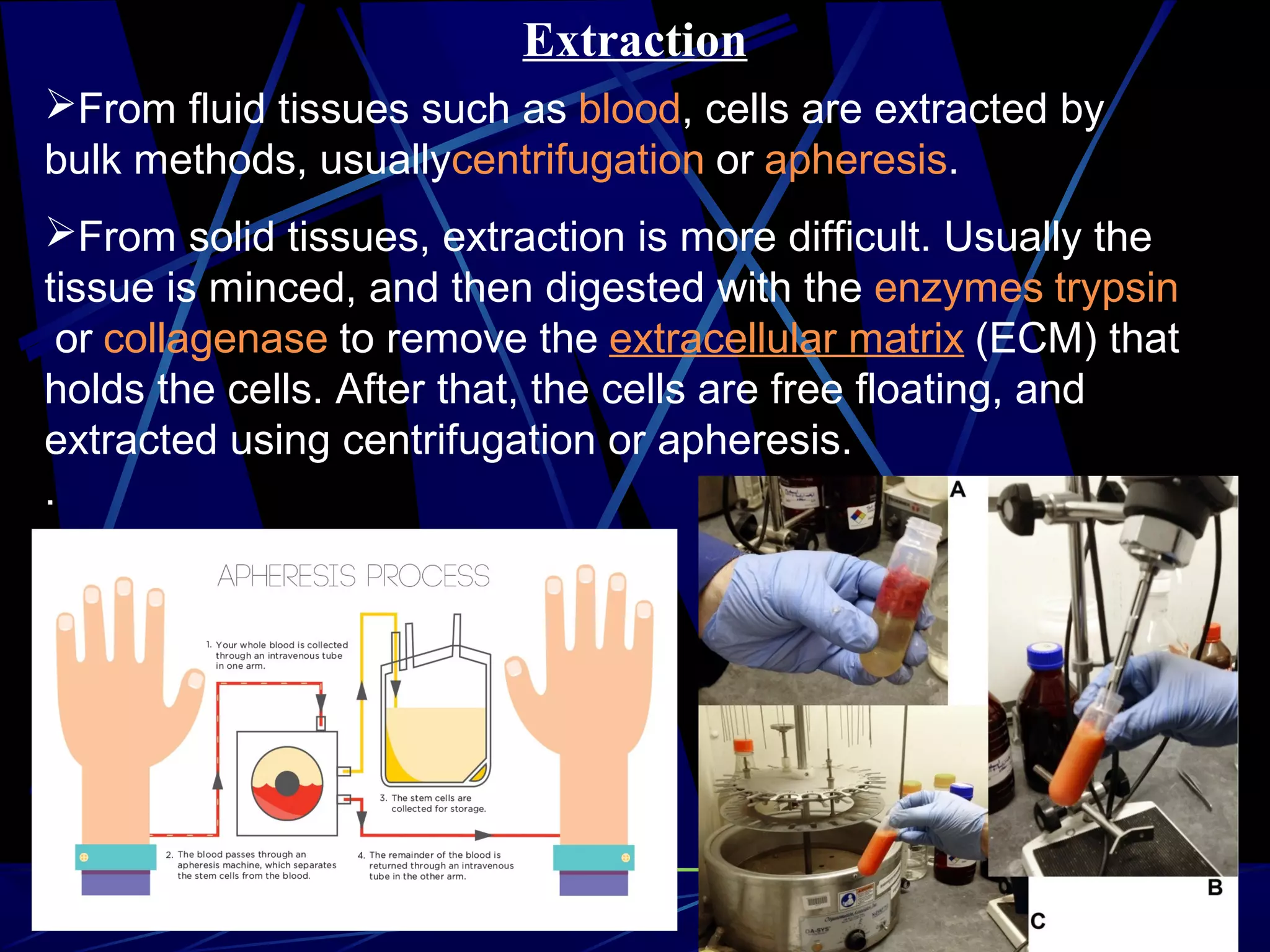 Extraction
From fluid tissues such as blood, cells are extracted by
bulk methods, usuallycentrifugation or apheresis.
From solid tissues, extraction is more difficult. Usually the
tissue is minced, and then digested with the enzymes trypsin
or collagenase to remove the extracellular matrix (ECM) that
holds the cells. After that, the cells are free floating, and
extracted using centrifugation or apheresis.
.
 