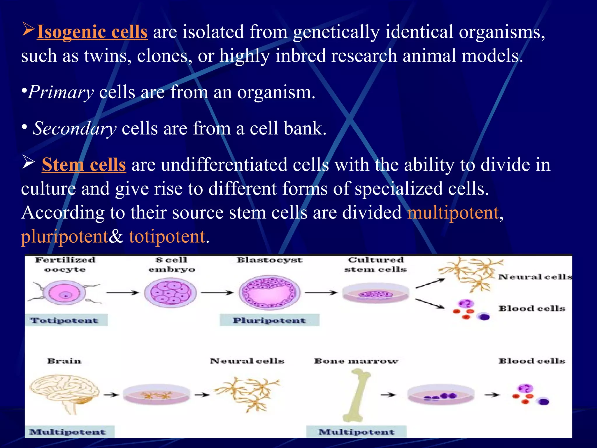 Isogenic cells are isolated from genetically identical organisms,
such as twins, clones, or highly inbred research animal models.
•Primary cells are from an organism.
• Secondary cells are from a cell bank.
 Stem cells are undifferentiated cells with the ability to divide in
culture and give rise to different forms of specialized cells.
According to their source stem cells are divided multipotent,
pluripotent& totipotent.
 