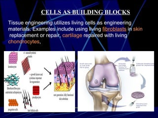 CELLS AS BUILDING BLOCKS
Tissue engineering utilizes living cells as engineering
materials. Examples include using living fibroblasts in skin
replacement or repair, cartilage repaired with living
chondrocytes,
 
