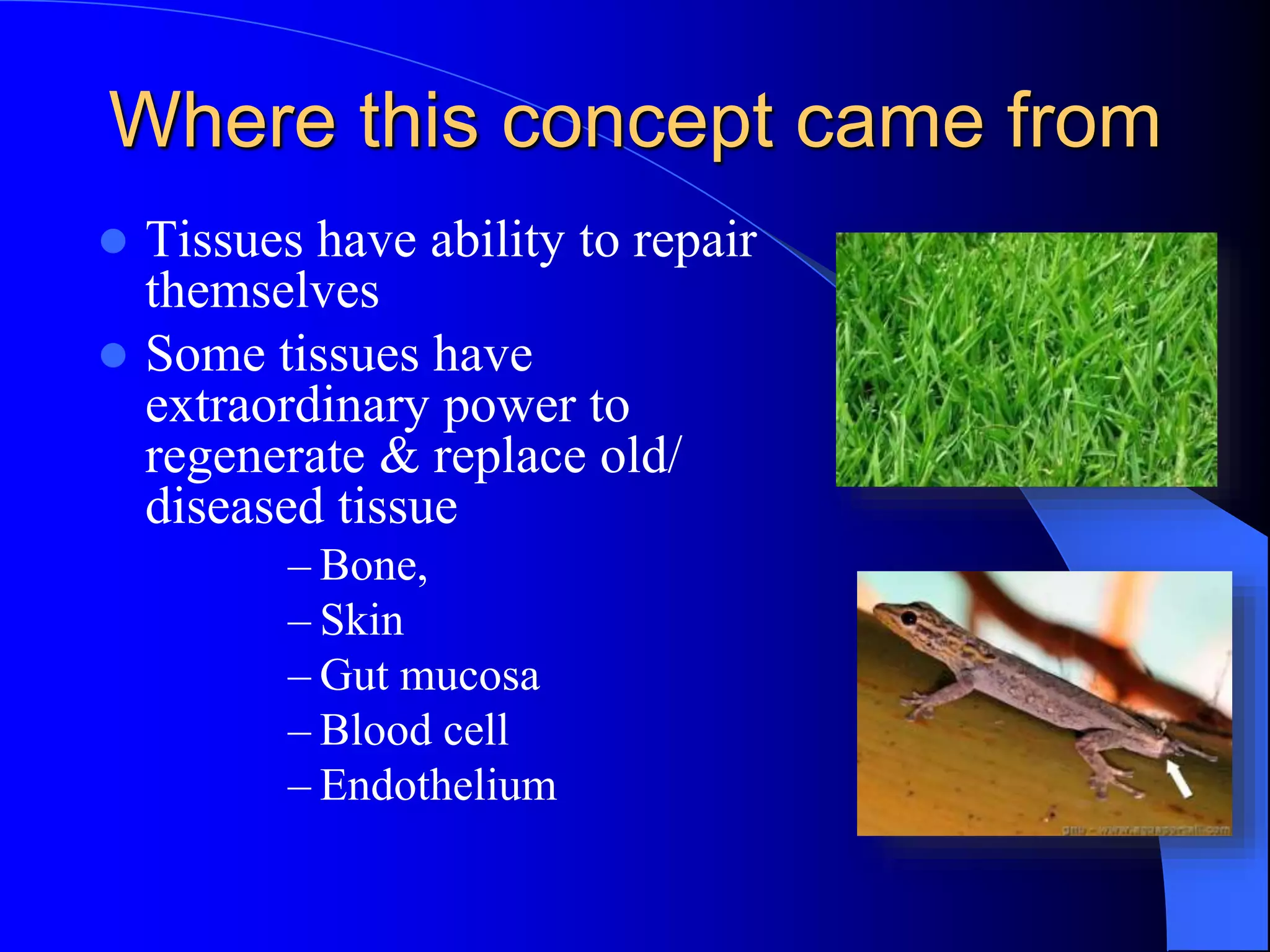 Where this concept came from
 Tissues have ability to repair
themselves
 Some tissues have
extraordinary power to
regenerate & replace old/
diseased tissue
– Bone,
– Skin
– Gut mucosa
– Blood cell
– Endothelium
 