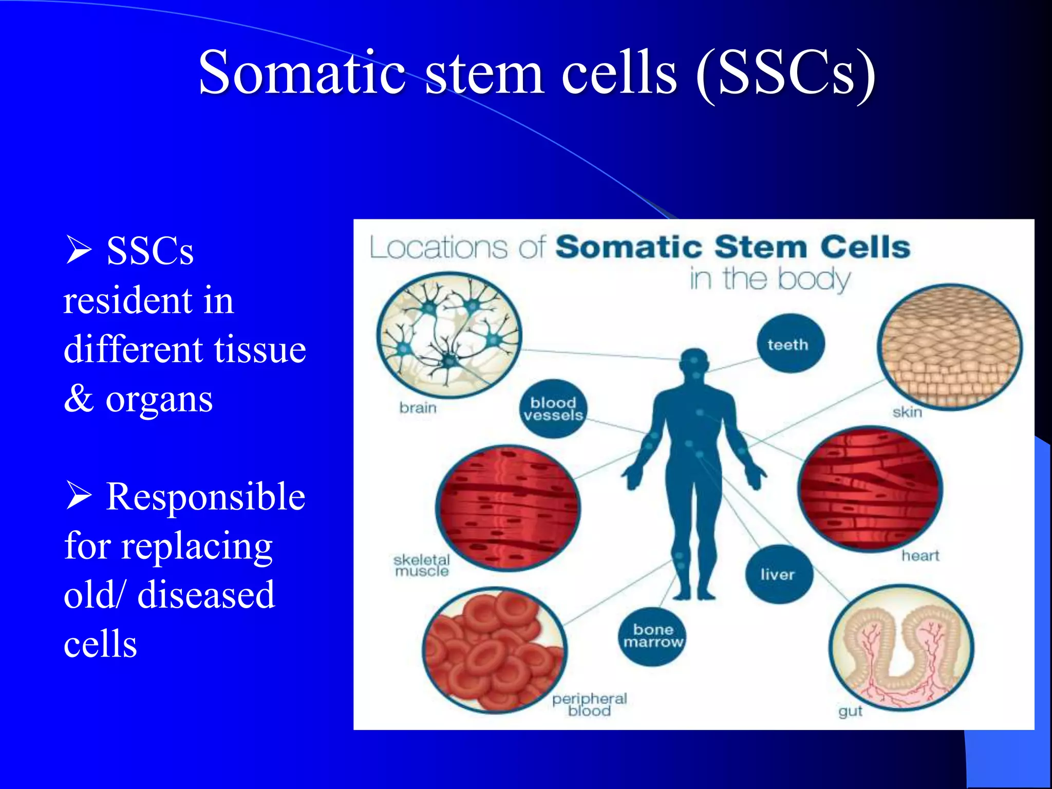 Somatic stem cells (SSCs)
 SSCs
resident in
different tissue
& organs
 Responsible
for replacing
old/ diseased
cells
 