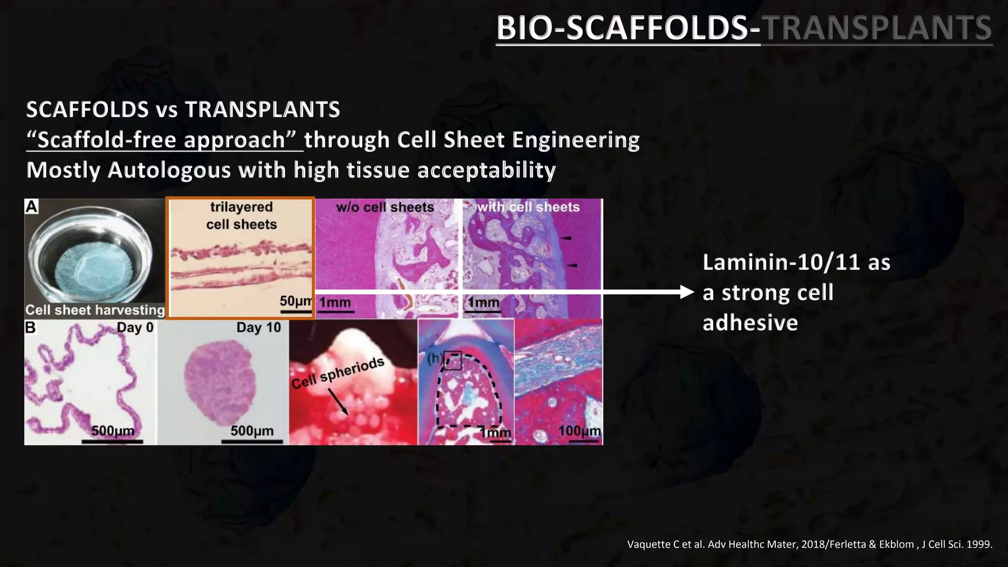 BIO-SCAFFOLDS-TRANSPLANTS
SCAFFOLDS vs TRANSPLANTS
“Scaffold-free approach” through Cell Sheet Engineering
Mostly Autologous with high tissue acceptability
Laminin-10/11 as
a strong cell
adhesive
Vaquette C et al. Adv Healthc Mater, 2018/Ferletta & Ekblom , J Cell Sci. 1999.
 