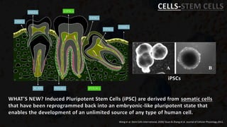 CELLS-STEM CELLS
Wang et al. Stem Cells International, 2020/ Duan & Zhang et al. Journal of Cellular Physiology,2011.
WHAT'S NEW? Induced Pluripotent Stem Cells (iPSC) are derived from somatic cells
that have been reprogrammed back into an embryonic-like pluripotent state that
enables the development of an unlimited source of any type of human cell.
iPSCs
 