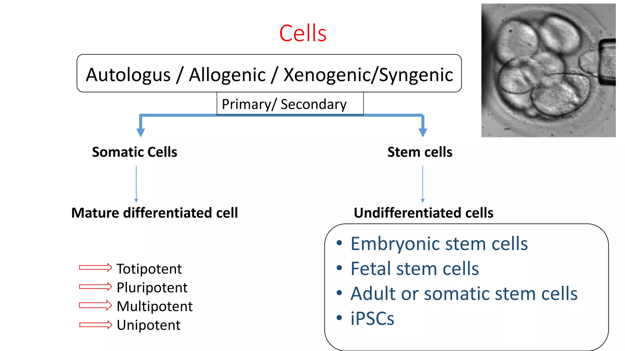 Cells
Somatic Cells Stem cells
Mature differentiated cell Undifferentiated cells
• Embryonic stem cells
• Fetal stem cells
• Adult or somatic stem cells
• iPSCs
Autologus / Allogenic / Xenogenic/Syngenic
Totipotent
Pluripotent
Multipotent
Unipotent
Primary/ Secondary
 