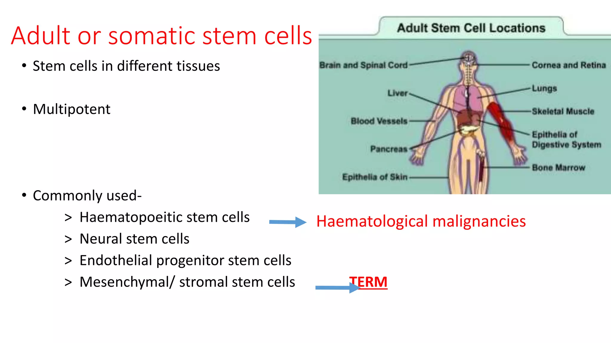 Adult or somatic stem cells
• Stem cells in different tissues
• Multipotent
• Commonly used-
> Haematopoeitic stem cells
> Neural stem cells
> Endothelial progenitor stem cells
> Mesenchymal/ stromal stem cells TERM
Haematological malignancies
 