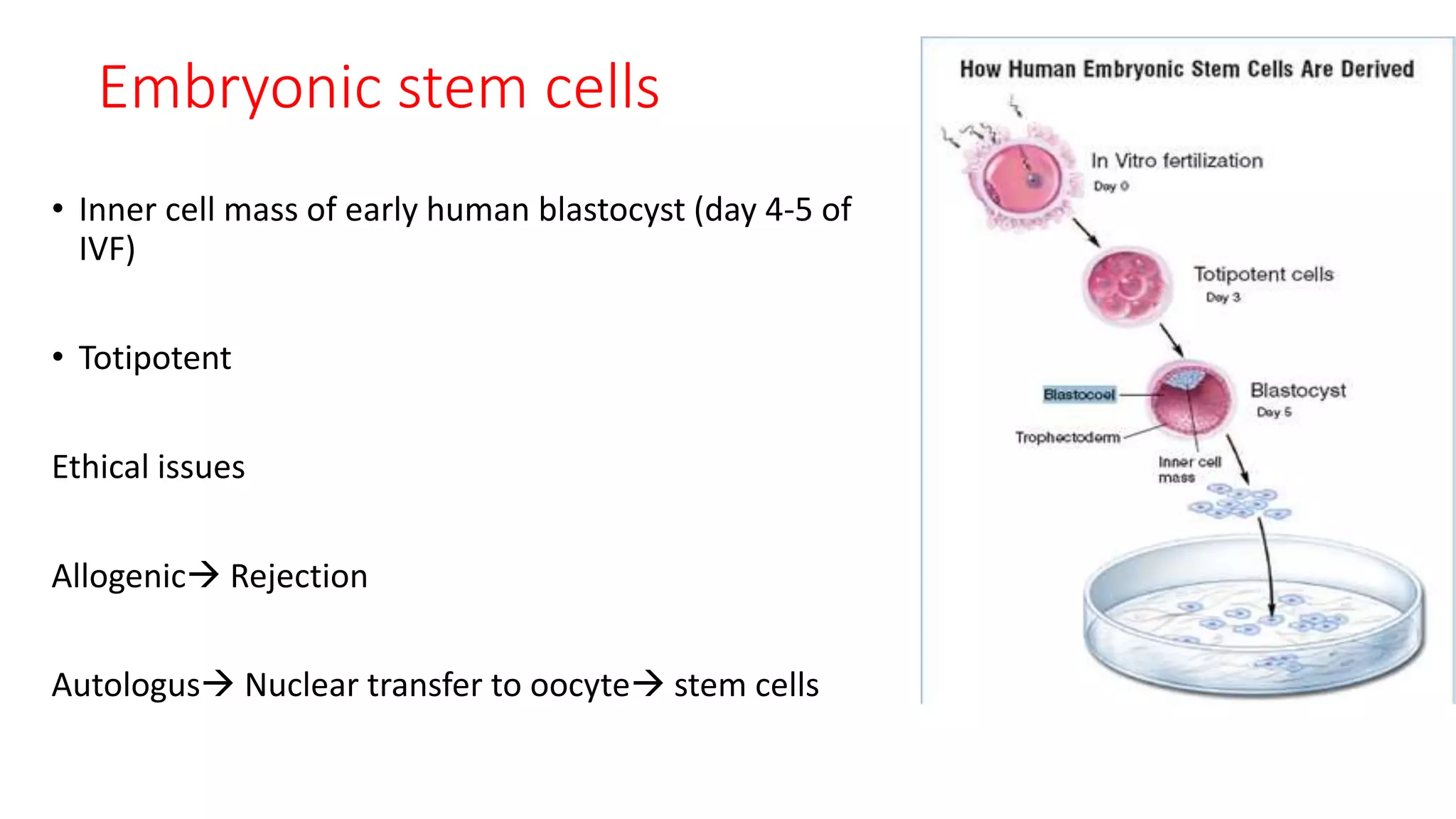 Embryonic stem cells
• Inner cell mass of early human blastocyst (day 4-5 of
IVF)
• Totipotent
Ethical issues
Allogenic Rejection
Autologus Nuclear transfer to oocyte stem cells
 