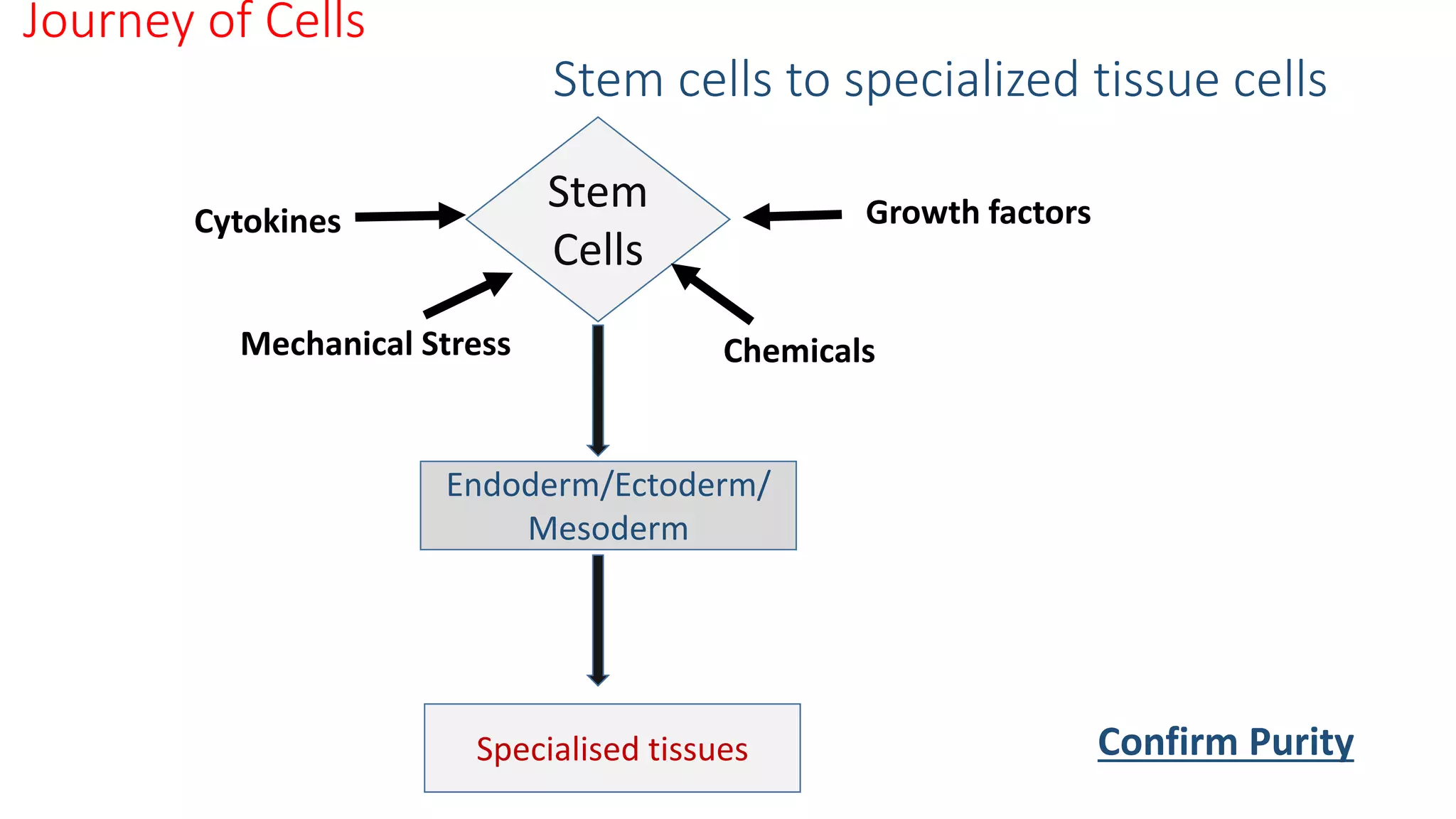 Journey of Cells
Stem cells to specialized tissue cells
Stem
Cells
Endoderm/Ectoderm/
Mesoderm
Cytokines
Specialised tissues Confirm Purity
Mechanical Stress
Growth factors
Chemicals
 