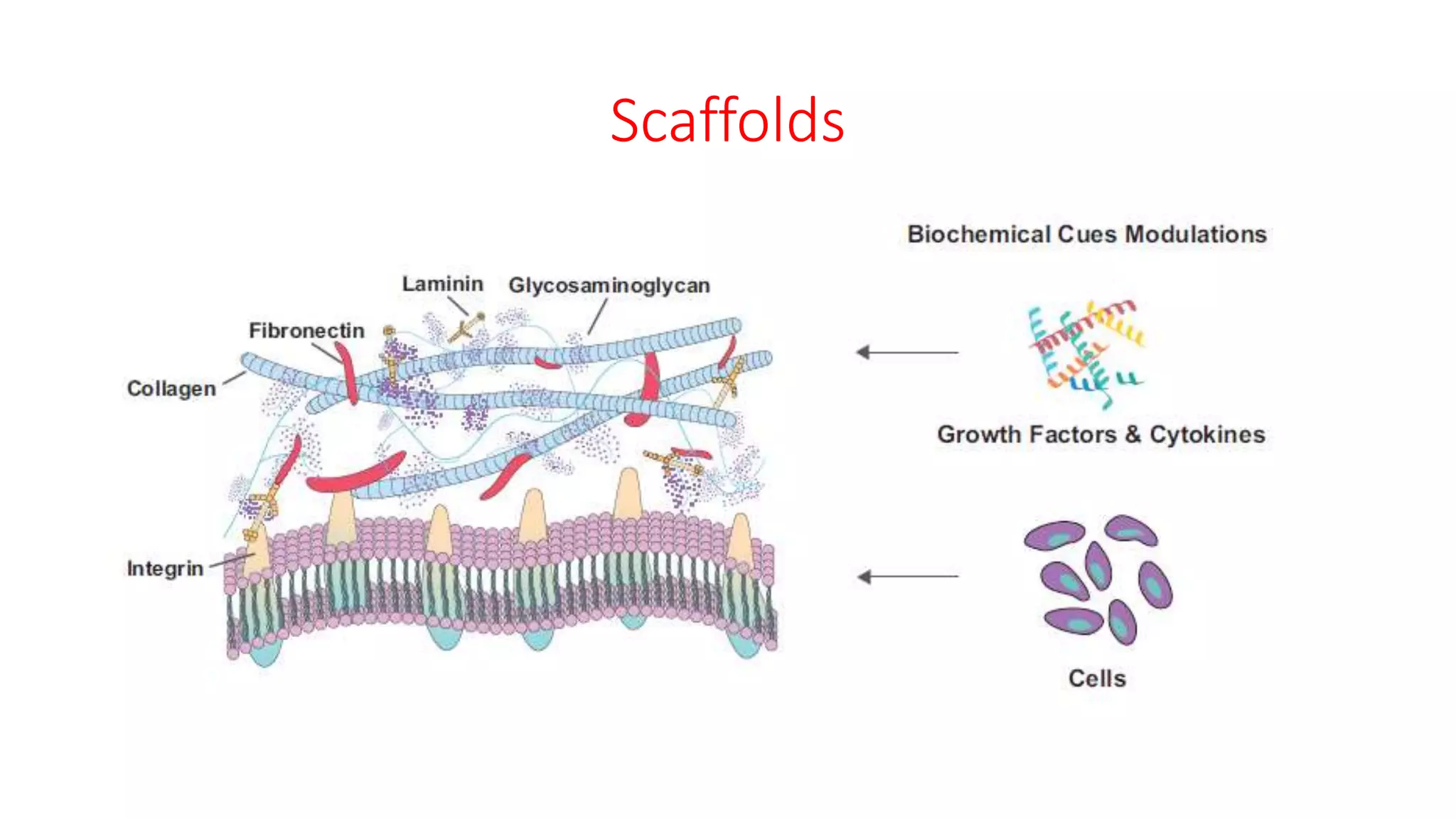 Scaffolds
 