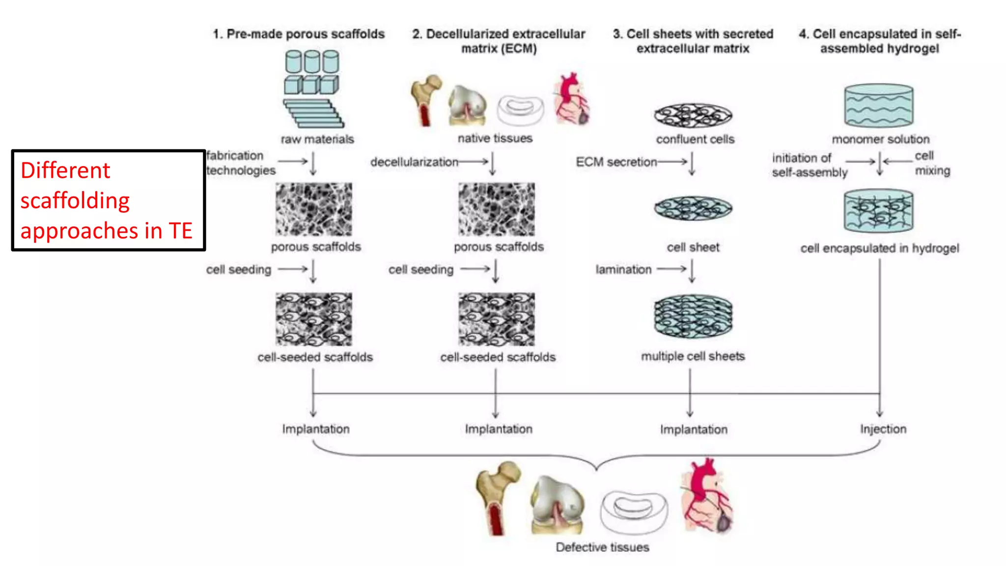 Different
scaffolding
approaches in TE
 