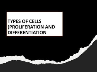 TYPES OF CELLS
(PROLIFERATION AND
DIFFERENTIATION
 