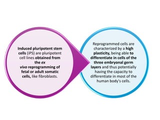 Reprogrammed cells are
characterized by a high
plasticity, being able to
differentiate in cells of the
three embryonal germ
layers and thus potentially
having the capacity to
differentiate in most of the
human body's cells.
Induced pluripotent stem
cells (iPS) are pluripotent
cell lines obtained from
the ex
vivo reprogramming of
fetal or adult somatic
cells, like fibroblasts.
 