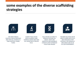 some examples of the diverse scaffolding
strategies
PRE-MADE POROUS
SCAFFOLD CAN BE PROCESSED
AND THEN CELL-SEEDED (E.G.
FIBER SCAFFOLD, FOAMS,
FILMS).
HUMAN TISSUE CAN BE
DECELLULARIZED USING
CHEMICAL AGENTS AND THEN
CELL-SEEDED WITH TREATED
CELLS.
CELLS CAN BE CULTURED TO
PRODUCE ECM AND CELL
SHEETS. SHEETS ARE
HARVESTED AND ASSEMBLED
LAYER-BY-LAYER TO PRODUCE
TISSUES AND ORGANS.
POLYMER SOLUTION CAN BE
DIRECTLY MIXED WITH CELLS
AND CROSSLINK EITHER
PHYSICALLY OR CHEMICALLY
AND CAN BE USED AS 3D
CULTURE ENVIRONMENT.
 