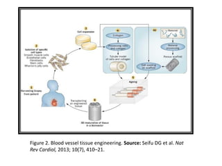 Figure 2. Blood vessel tissue engineering. Source: Seifu DG et al. Nat
Rev Cardiol, 2013; 10(7), 410–21.
 