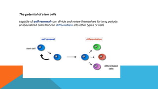 The potential of stem cells
capable of self-renewal- can divide and renew themselves for long periods
unspecialized cells that can differentiate into other types of cells
 