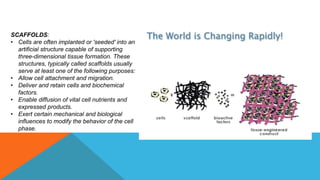SCAFFOLDS:
• Cells are often implanted or 'seeded' into an
artificial structure capable of supporting
three-dimensional tissue formation. These
structures, typically called scaffolds usually
serve at least one of the following purposes:
• Allow cell attachment and migration.
• Deliver and retain cells and biochemical
factors.
• Enable diffusion of vital cell nutrients and
expressed products.
• Exert certain mechanical and biological
influences to modify the behavior of the cell
phase.
 