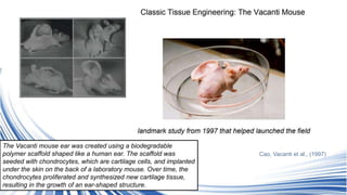 Cao, Vacanti et al., (1997)
The Vacanti mouse ear was created using a biodegradable
polymer scaffold shaped like a human ear. The scaffold was
seeded with chondrocytes, which are cartilage cells, and implanted
under the skin on the back of a laboratory mouse. Over time, the
chondrocytes proliferated and synthesized new cartilage tissue,
resulting in the growth of an ear-shaped structure.
 