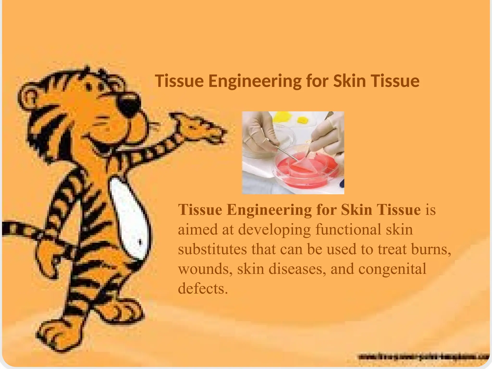 Tissue Engineering for Skin Tissue is
aimed at developing functional skin
substitutes that can be used to treat burns,
wounds, skin diseases, and congenital
defects.
Tissue Engineering for Skin Tissue
 