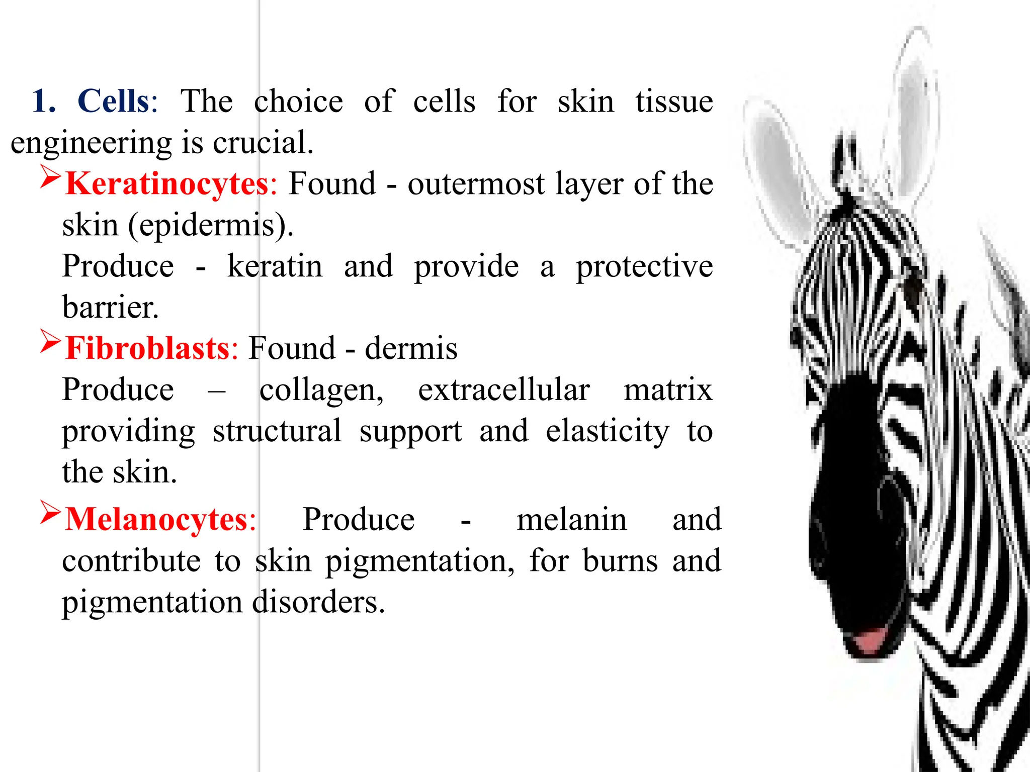 1. Cells: The choice of cells for skin tissue
engineering is crucial.
Keratinocytes: Found - outermost layer of the
skin (epidermis).
Produce - keratin and provide a protective
barrier.
Fibroblasts: Found - dermis
Produce – collagen, extracellular matrix
providing structural support and elasticity to
the skin.
Melanocytes: Produce - melanin and
contribute to skin pigmentation, for burns and
pigmentation disorders.
 