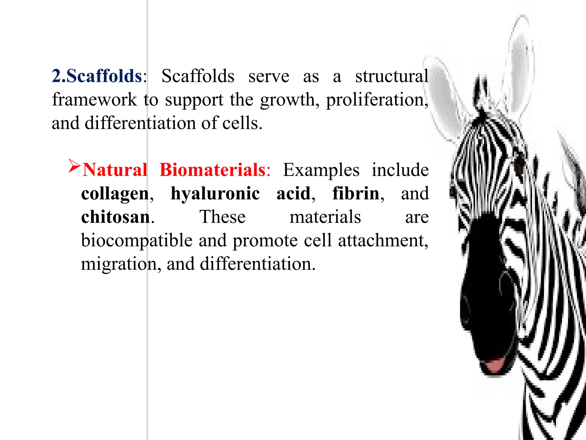 2.Scaffolds: Scaffolds serve as a structural
framework to support the growth, proliferation,
and differentiation of cells.
Natural Biomaterials: Examples include
collagen, hyaluronic acid, fibrin, and
chitosan. These materials are
biocompatible and promote cell attachment,
migration, and differentiation.
 