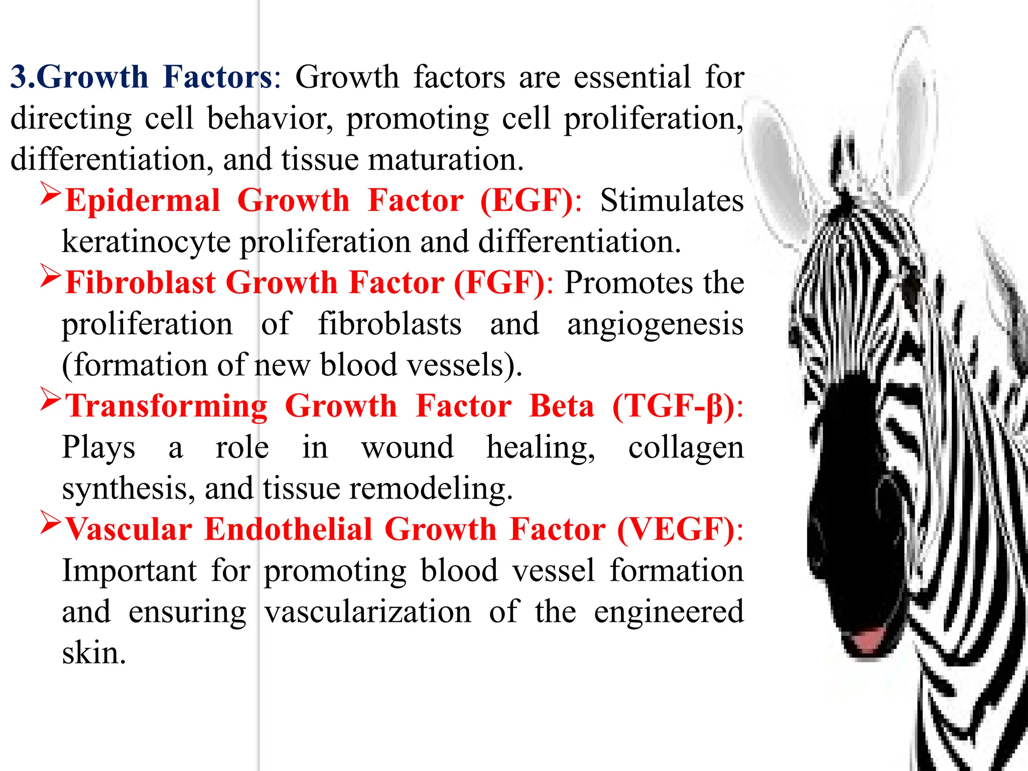 3.Growth Factors: Growth factors are essential for
directing cell behavior, promoting cell proliferation,
differentiation, and tissue maturation.
Epidermal Growth Factor (EGF): Stimulates
keratinocyte proliferation and differentiation.
Fibroblast Growth Factor (FGF): Promotes the
proliferation of fibroblasts and angiogenesis
(formation of new blood vessels).
Transforming Growth Factor Beta (TGF-β):
Plays a role in wound healing, collagen
synthesis, and tissue remodeling.
Vascular Endothelial Growth Factor (VEGF):
Important for promoting blood vessel formation
and ensuring vascularization of the engineered
skin.
 