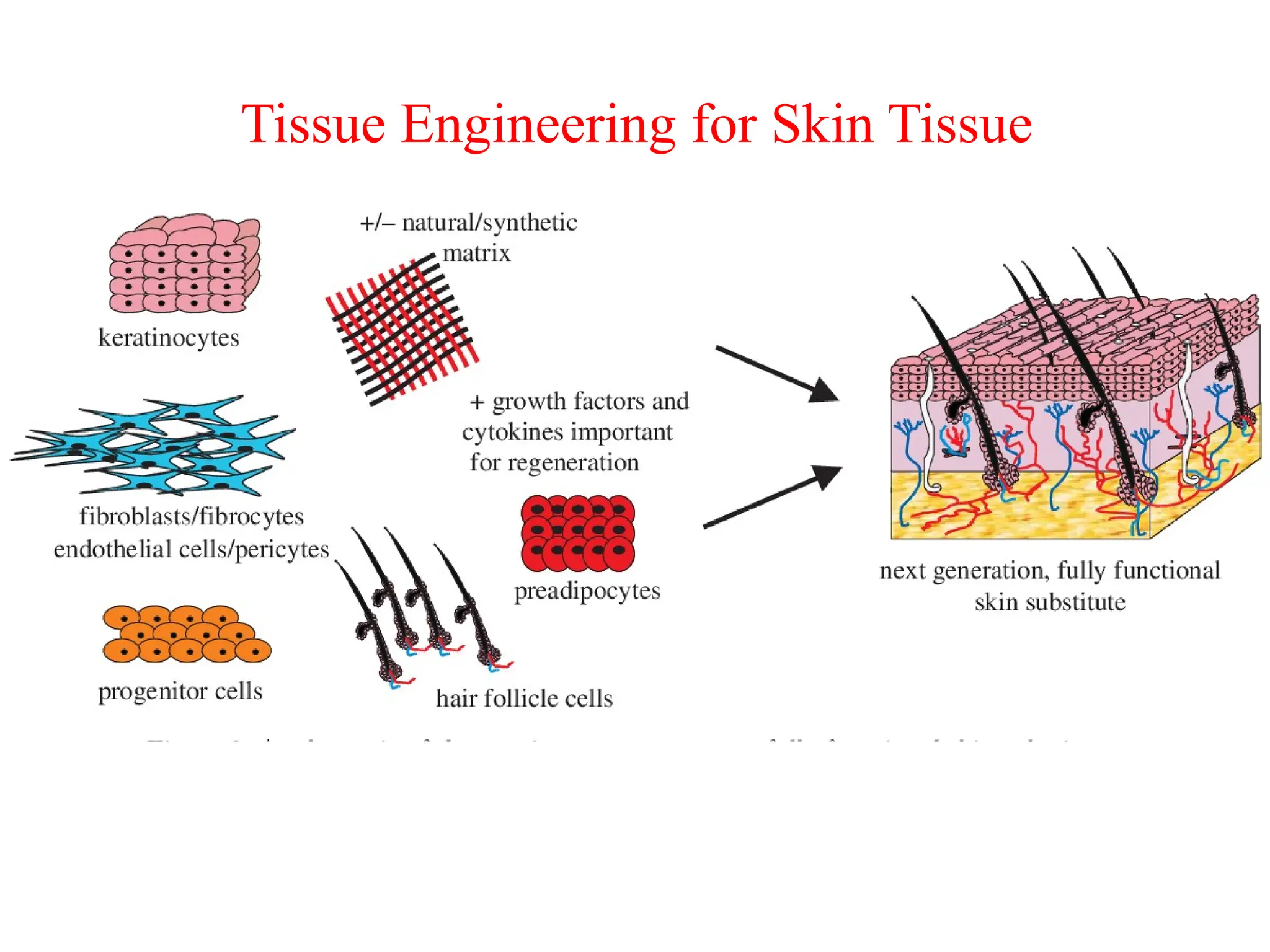 Tissue Engineering for Skin Tissue
 