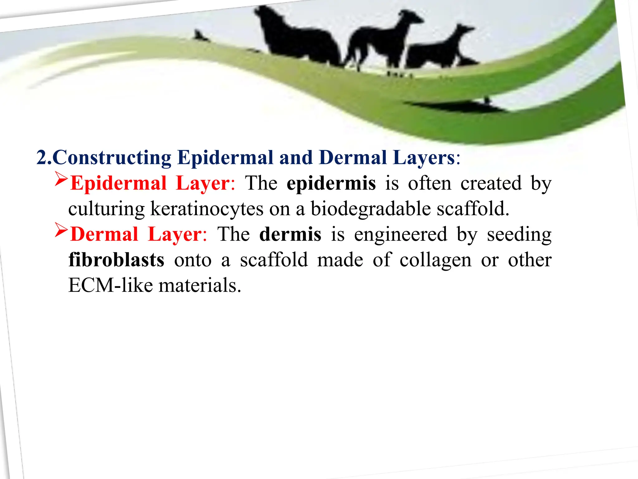 2.Constructing Epidermal and Dermal Layers:
Epidermal Layer: The epidermis is often created by
culturing keratinocytes on a biodegradable scaffold.
Dermal Layer: The dermis is engineered by seeding
fibroblasts onto a scaffold made of collagen or other
ECM-like materials.
 