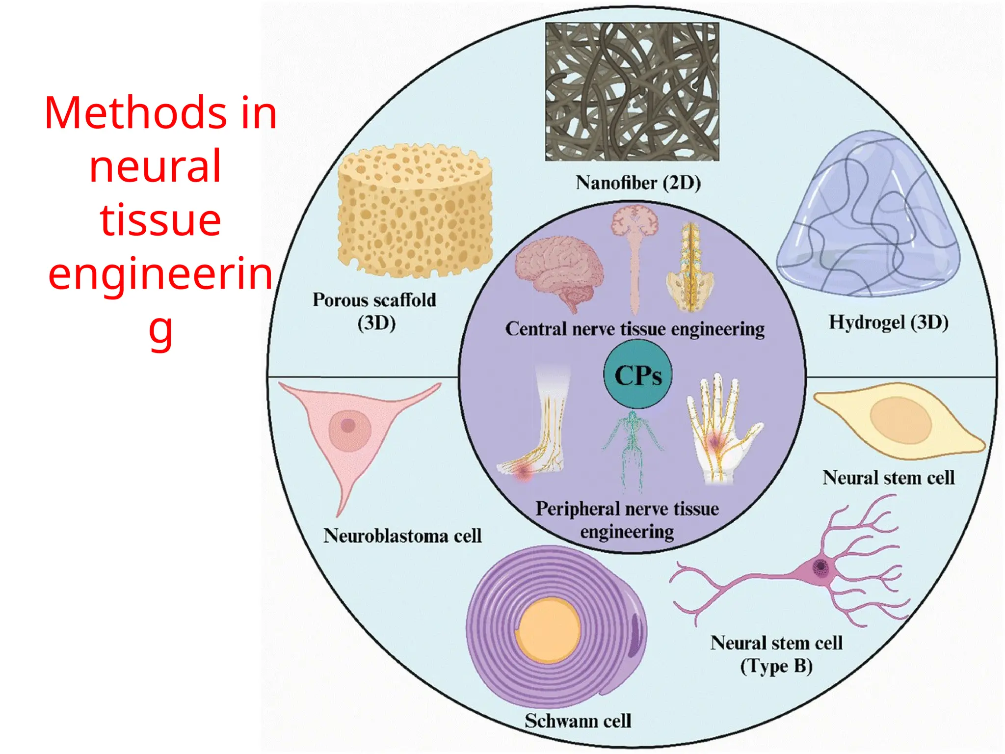 Methods in
neural
tissue
engineerin
g
 