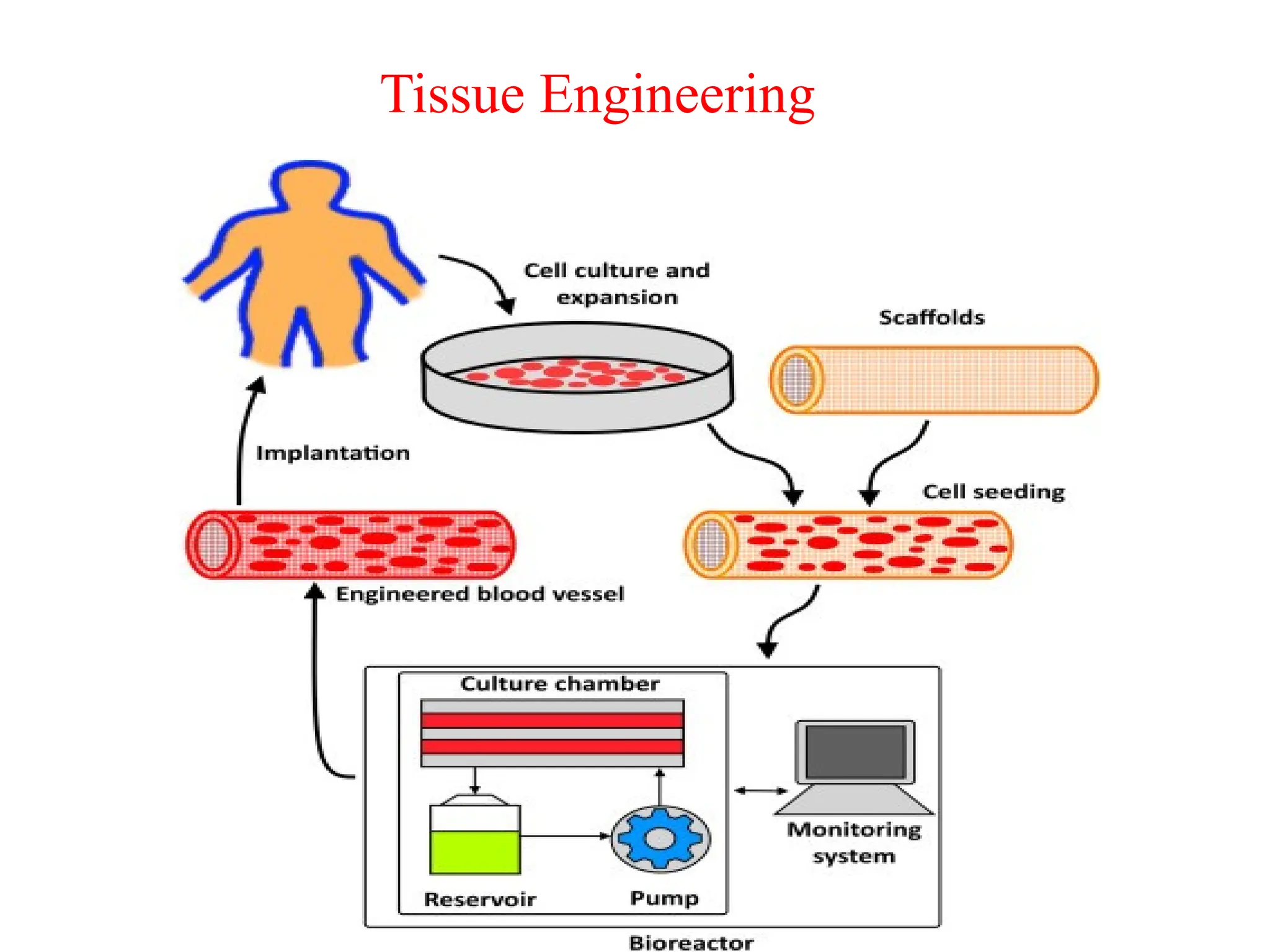 Tissue Engineering
 