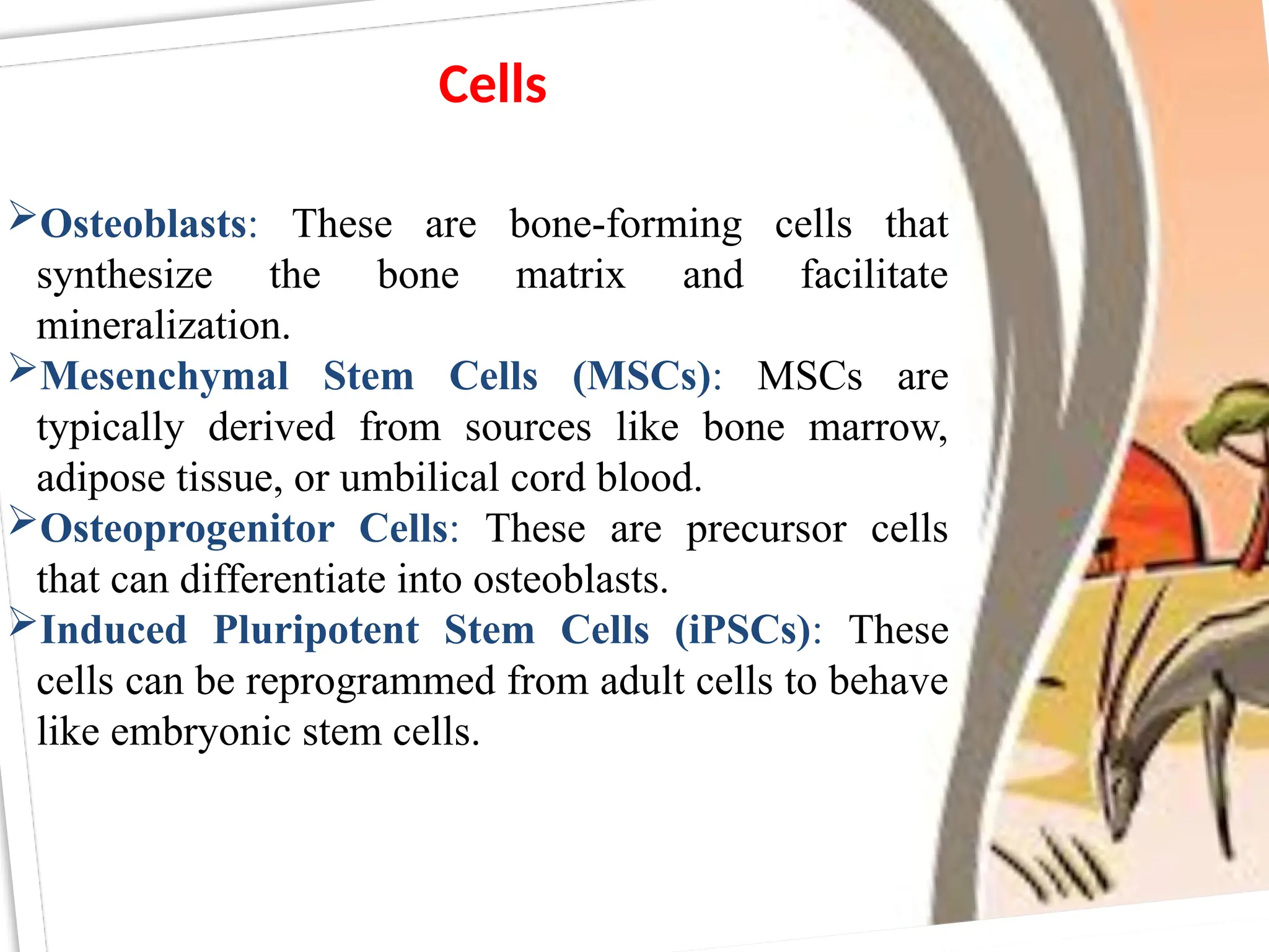 Cells
Osteoblasts: These are bone-forming cells that
synthesize the bone matrix and facilitate
mineralization.
Mesenchymal Stem Cells (MSCs): MSCs are
typically derived from sources like bone marrow,
adipose tissue, or umbilical cord blood.
Osteoprogenitor Cells: These are precursor cells
that can differentiate into osteoblasts.
Induced Pluripotent Stem Cells (iPSCs): These
cells can be reprogrammed from adult cells to behave
like embryonic stem cells.
 