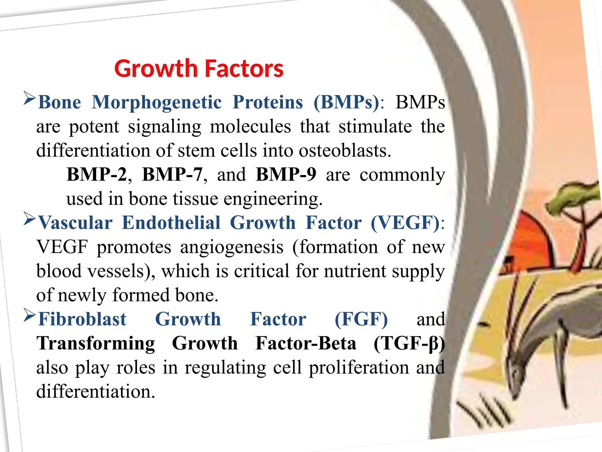 Bone Morphogenetic Proteins (BMPs): BMPs
are potent signaling molecules that stimulate the
differentiation of stem cells into osteoblasts.
BMP-2, BMP-7, and BMP-9 are commonly
used in bone tissue engineering.
Vascular Endothelial Growth Factor (VEGF):
VEGF promotes angiogenesis (formation of new
blood vessels), which is critical for nutrient supply
of newly formed bone.
Fibroblast Growth Factor (FGF) and
Transforming Growth Factor-Beta (TGF-β)
also play roles in regulating cell proliferation and
differentiation.
Growth Factors
 