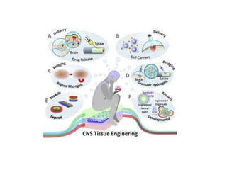Tissue engineering for bone, skin and neural tissue | PPTX