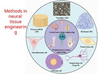 Tissue engineering for bone, skin and neural tissue | PPTX