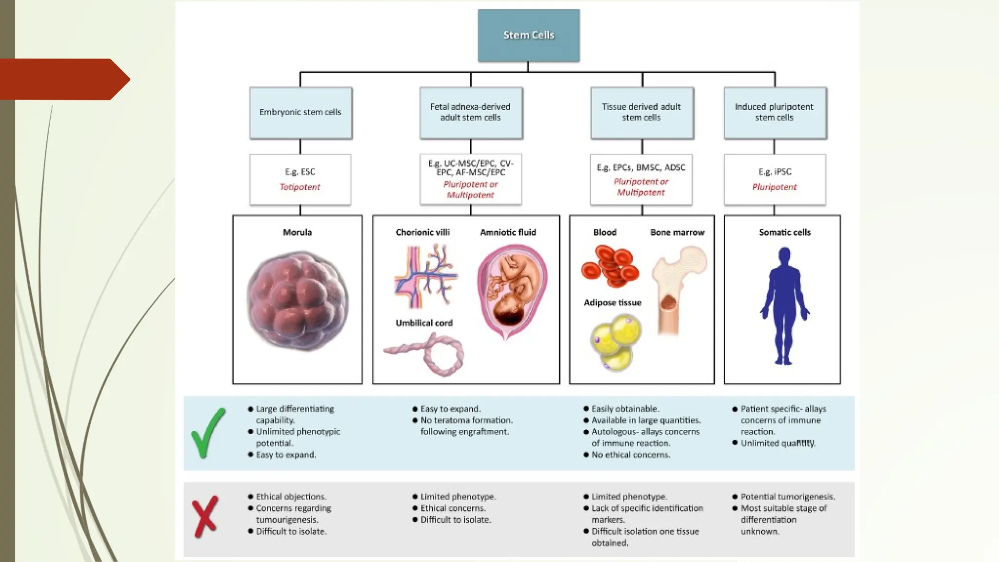 Cell sources for tissue engineering
 