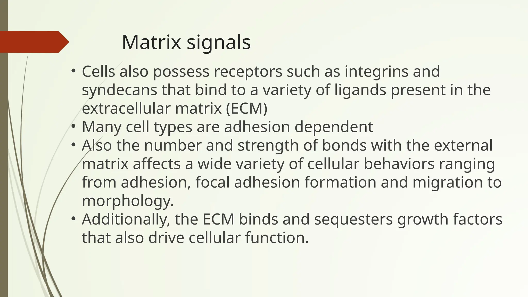 Matrix signals
• Cells also possess receptors such as integrins and
syndecans that bind to a variety of ligands present in the
extracellular matrix (ECM)
• Many cell types are adhesion dependent
• Also the number and strength of bonds with the external
matrix affects a wide variety of cellular behaviors ranging
from adhesion, focal adhesion formation and migration to
morphology.
• Additionally, the ECM binds and sequesters growth factors
that also drive cellular function.
 