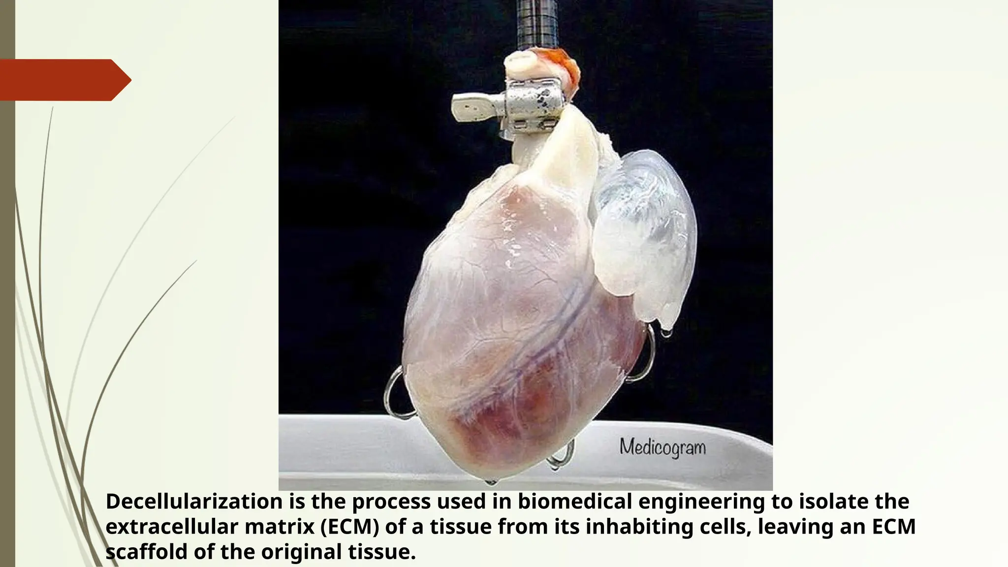 Decellularization is the process used in biomedical engineering to isolate the
extracellular matrix (ECM) of a tissue from its inhabiting cells, leaving an ECM
scaffold of the original tissue.
 
