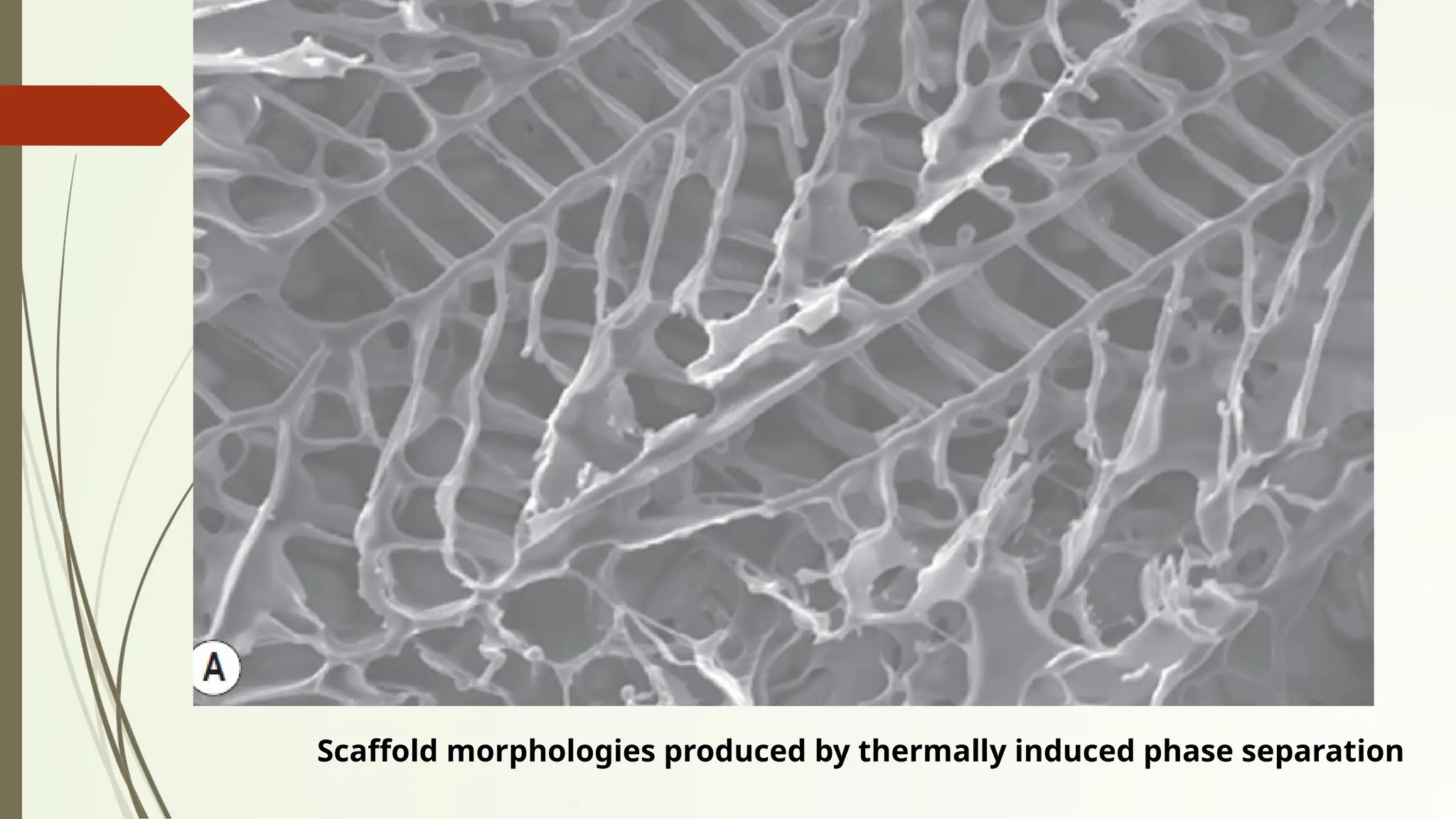 Scaffold morphologies produced by thermally induced phase separation
 