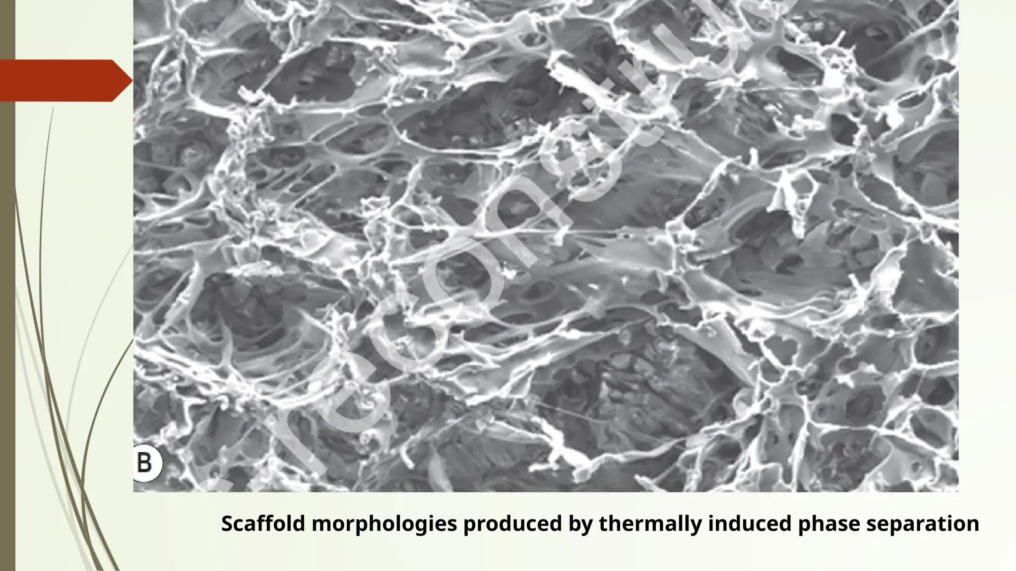 Scaffold morphologies produced by thermally induced phase separation
 