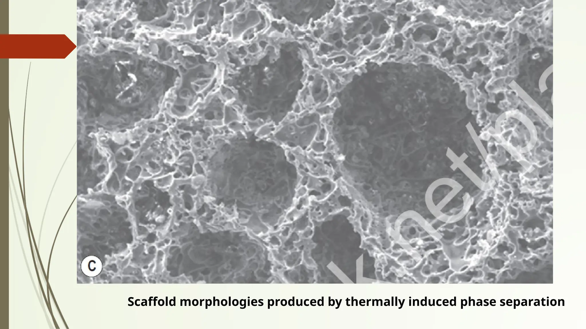 Scaffold morphologies produced by thermally induced phase separation
 