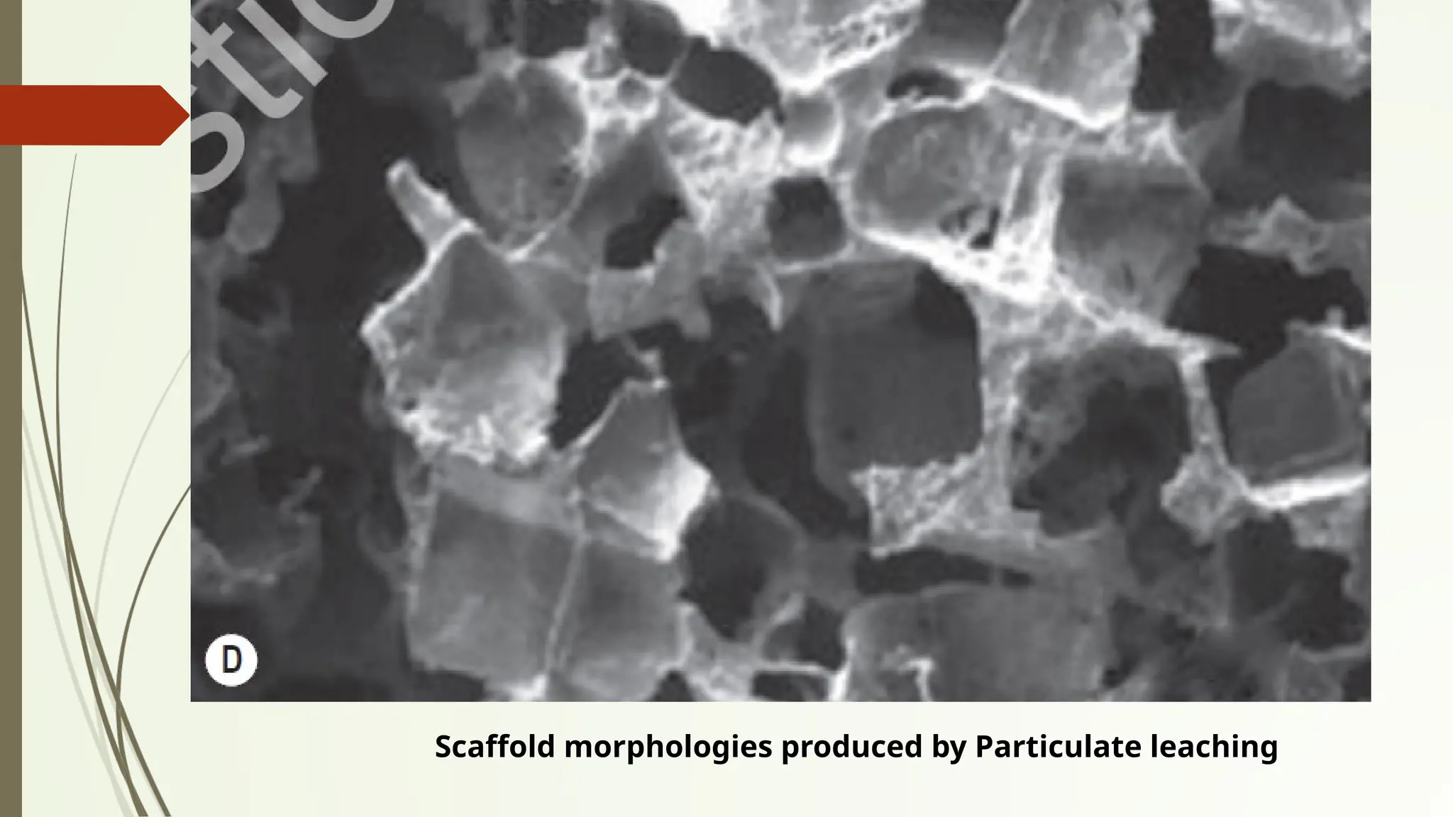 Scaffold morphologies produced by Particulate leaching
 