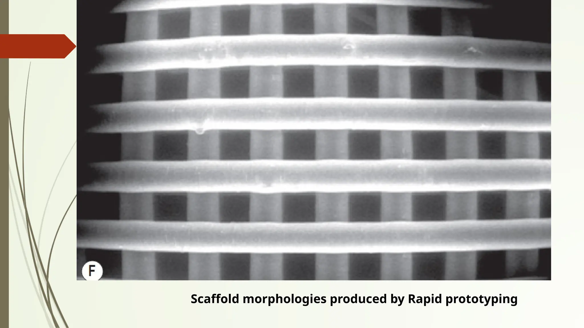 Scaffold morphologies produced by Rapid prototyping
 