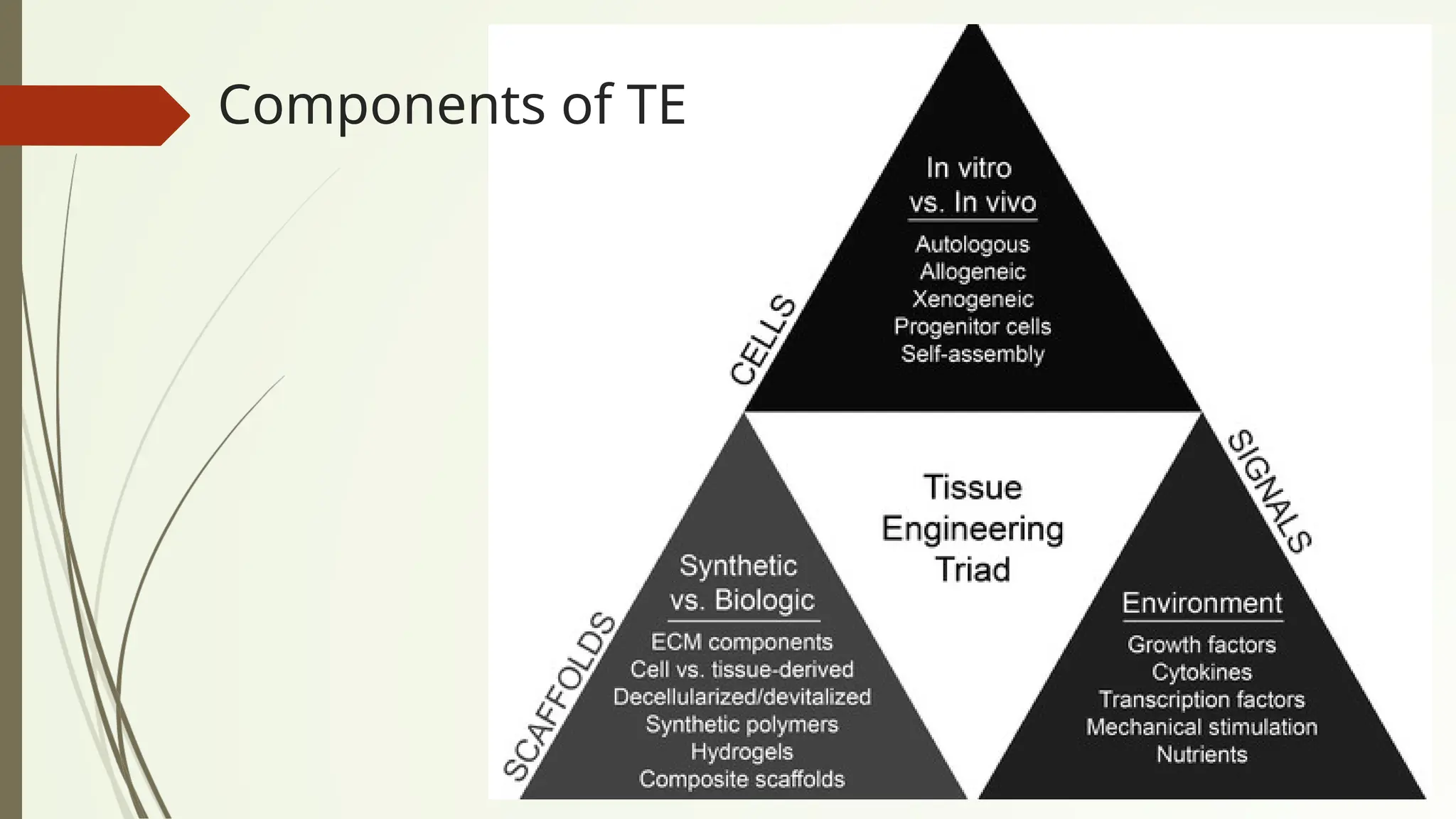 Components of TE
 