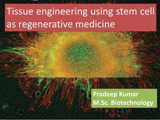 Pradeep Kumar
M.Sc. Biotechnology
Tissue engineering using stem cell
as regenerative medicine
 