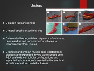 tissueengineeringapplicationsinurology-200716071252.pdf