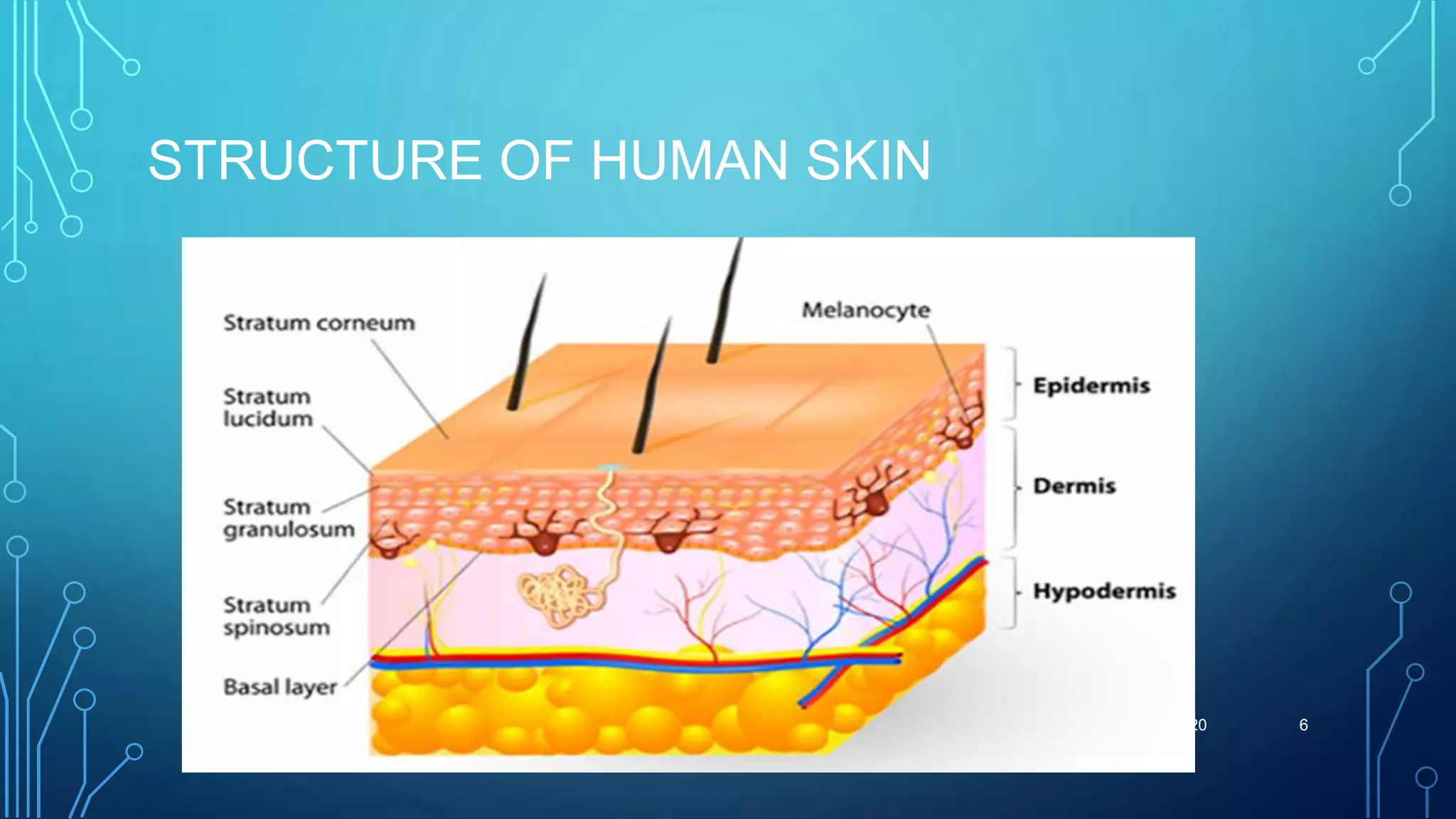 STRUCTURE OF HUMAN SKIN
5/15/2020 6
 