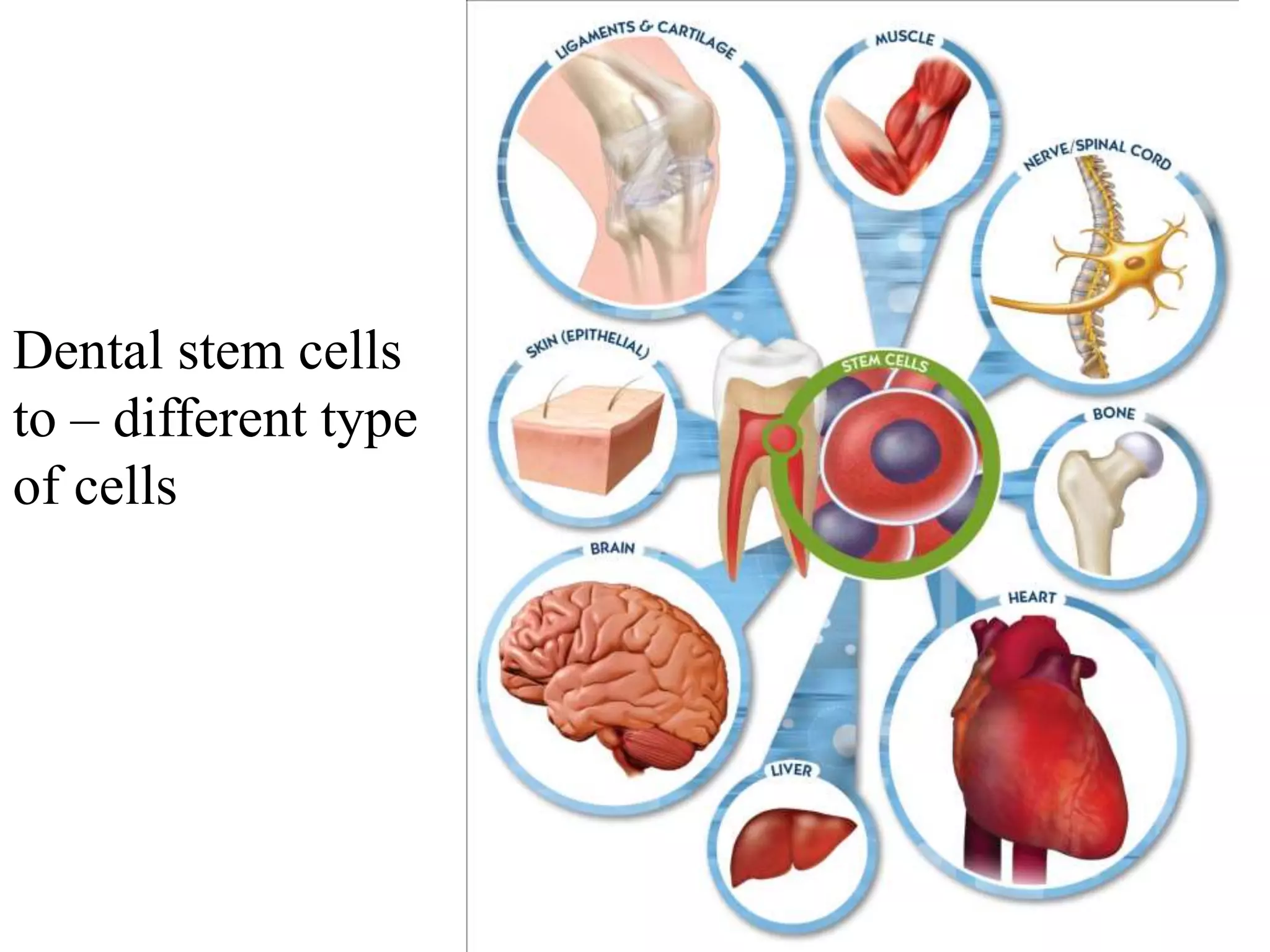 Dental stem cells
to – different type
of cells
 