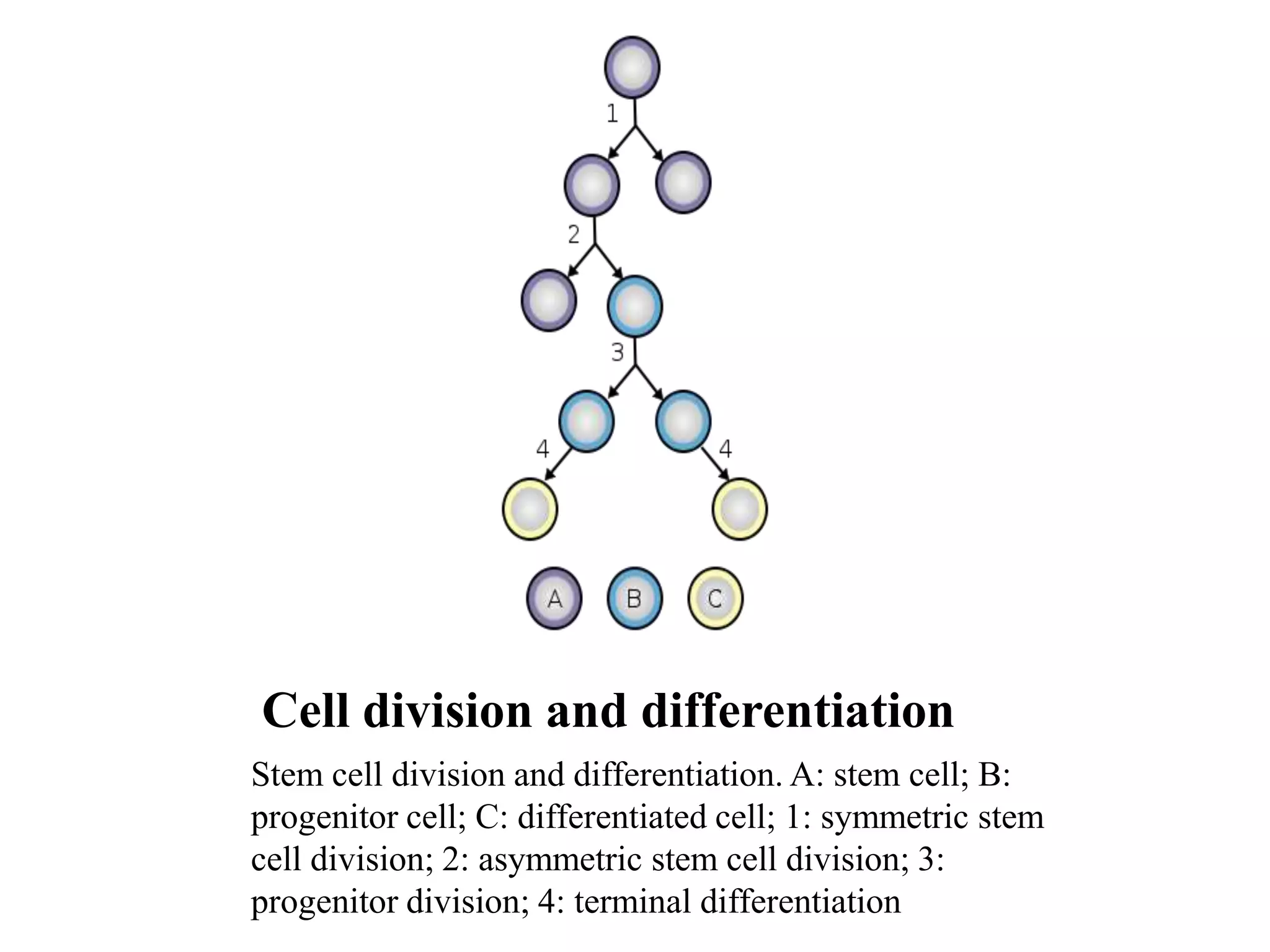 Cell division and differentiation
Stem cell division and differentiation. A: stem cell; B:
progenitor cell; C: differentiated cell; 1: symmetric stem
cell division; 2: asymmetric stem cell division; 3:
progenitor division; 4: terminal differentiation
 