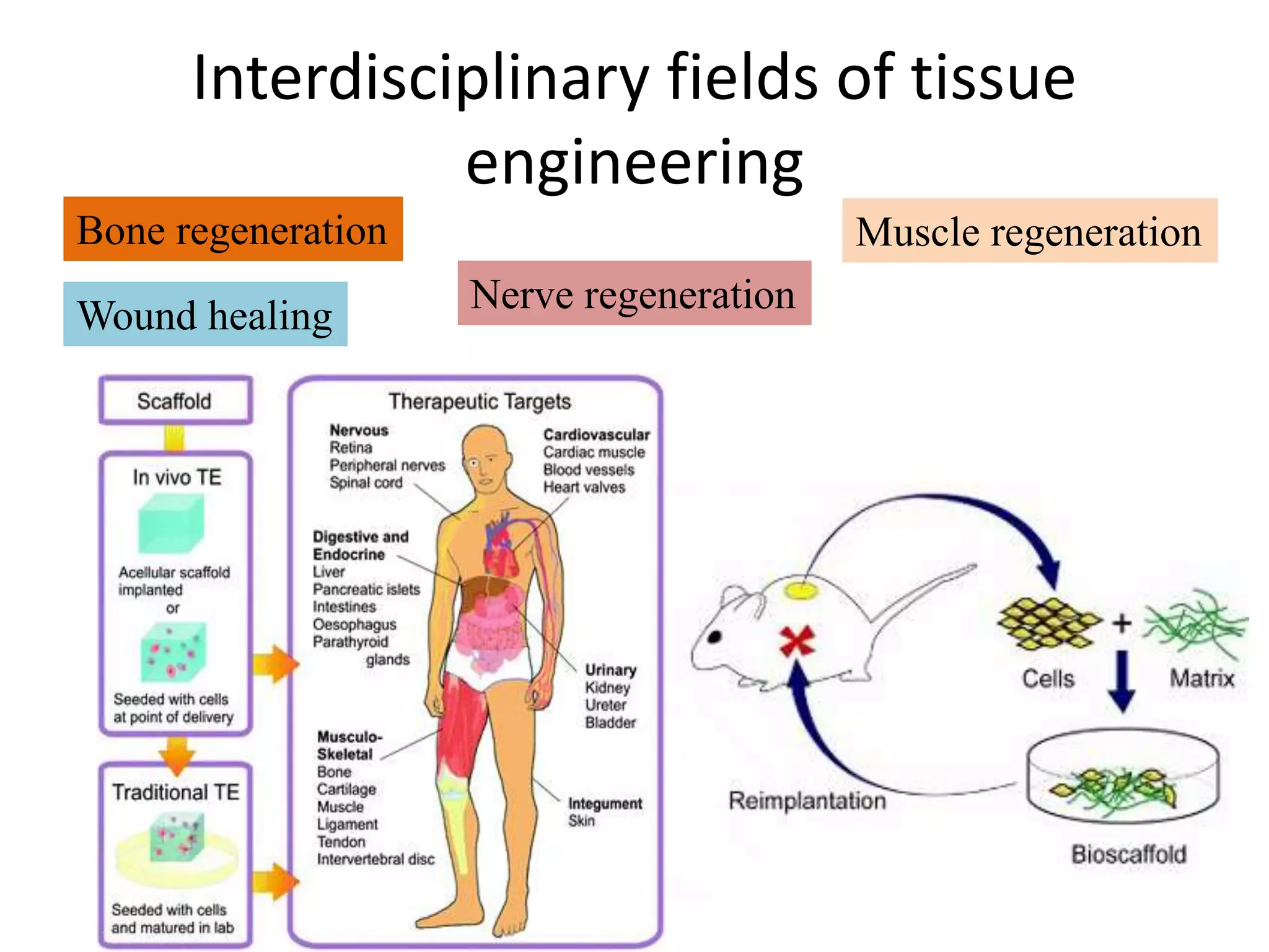 Interdisciplinary fields of tissue
engineering
Bone regeneration
Wound healing
Nerve regeneration
Muscle regeneration
 